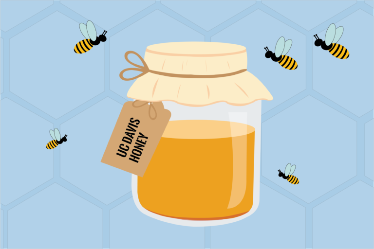 UC Davis Honey and Pollination Center contributes to campus research, educates students