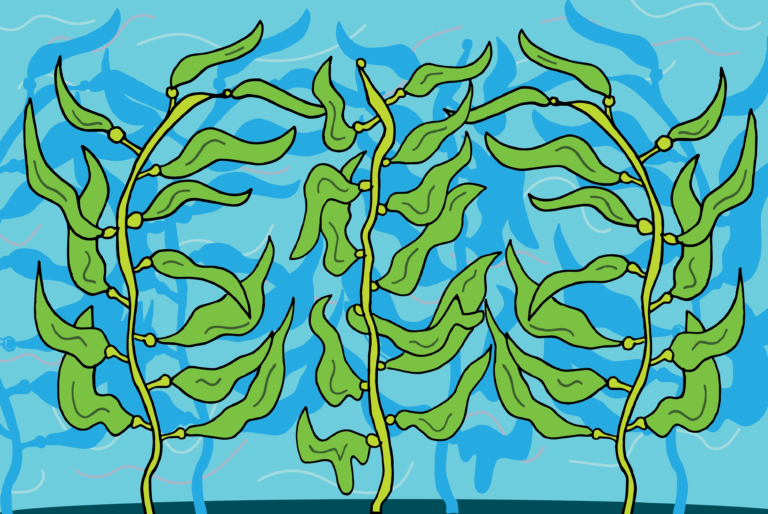 UC Davis research tests feasibility of sea urchin ranching as method of combating kelp forest decline