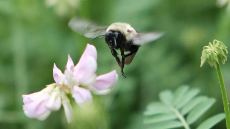 Bumblebees change flight modes to carry heavy loads of nectar