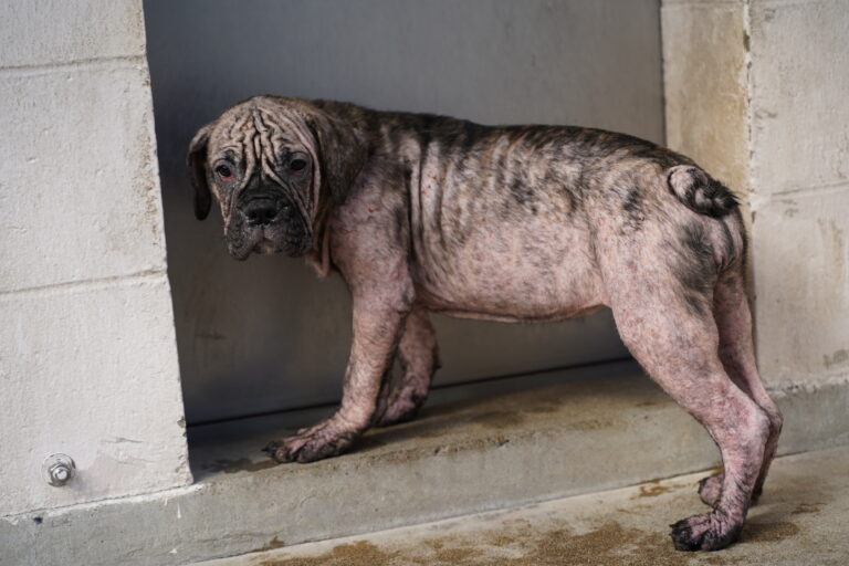 Gov. Newsom proposes $50 million to make California ‘no-kill’ state for shelter animals