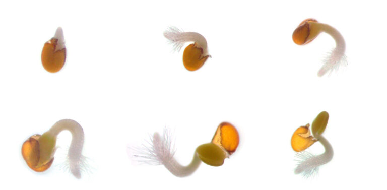 Seeds optimize sprouting time based on genetic responses to environmental cues