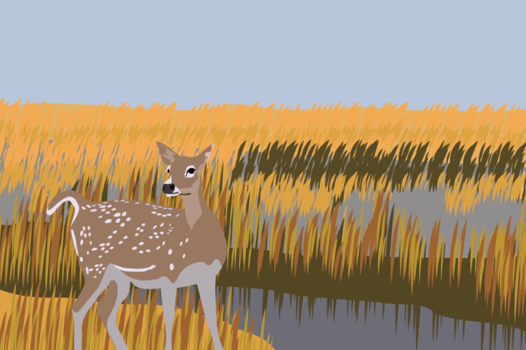 Yolo Bypass Wildlife Area to receive flood escape corridors, renewed habitats