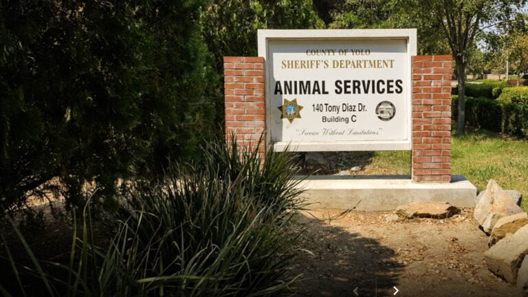 Yolo County officials discuss new approach to supervision of animal shelter