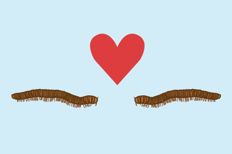 UC Davis researchers publish comprehensive study on female millipede reproductive structures