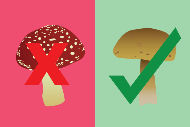 Researchers develop field test for toxic mushrooms