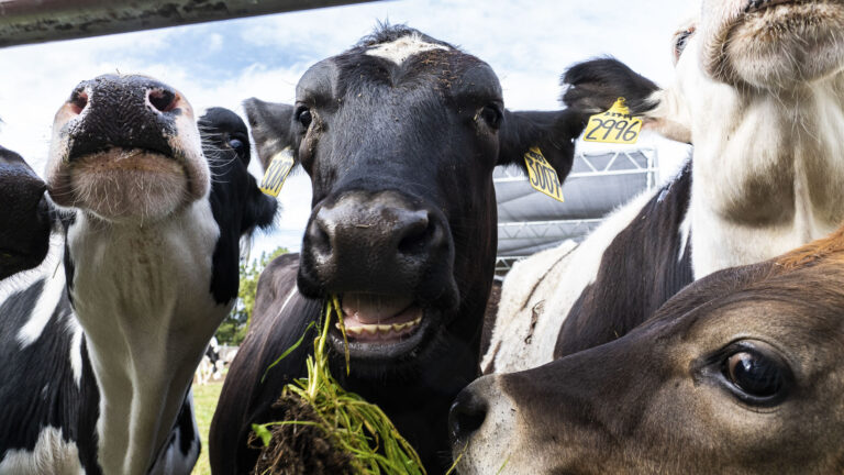 Save your diet, save the world