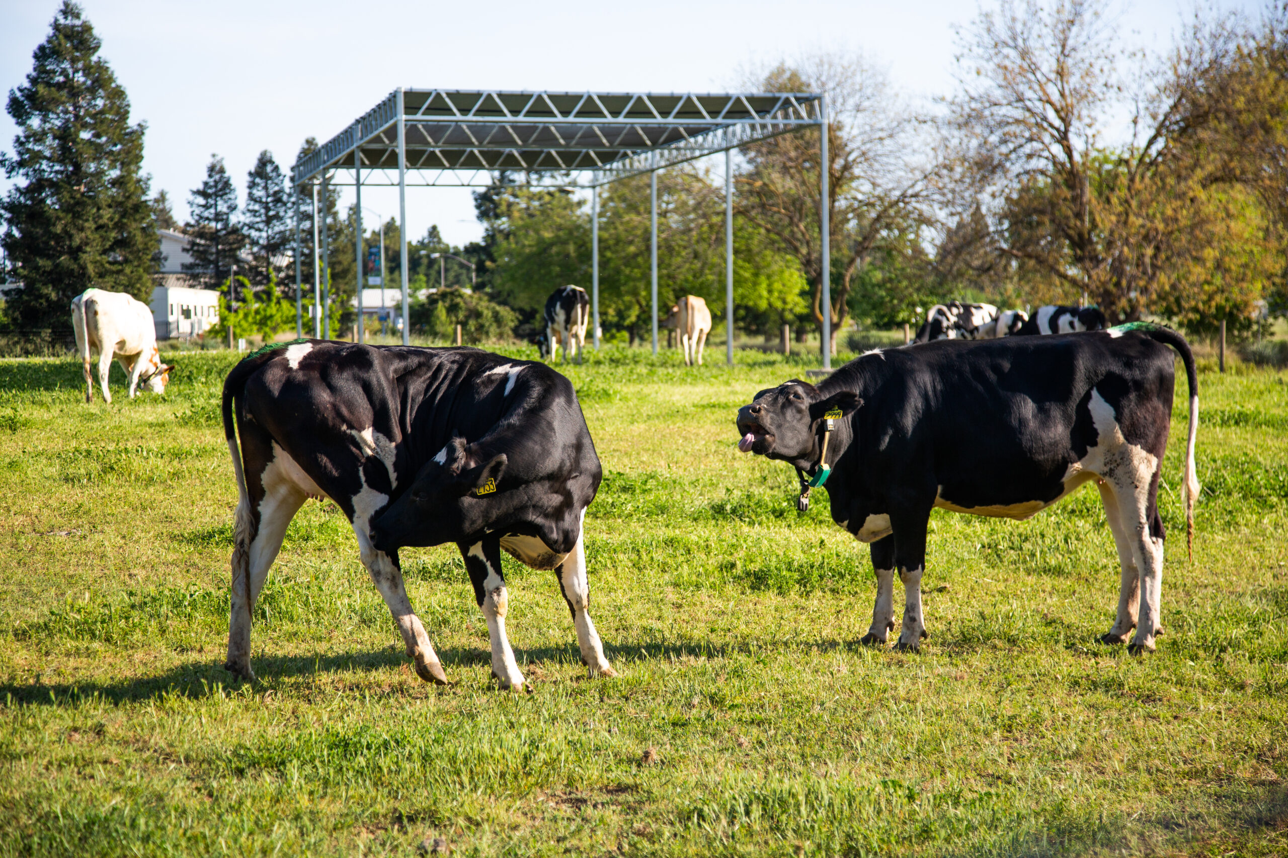 Aggie Animals: Goat and horse barns continue through the spring - The Aggie