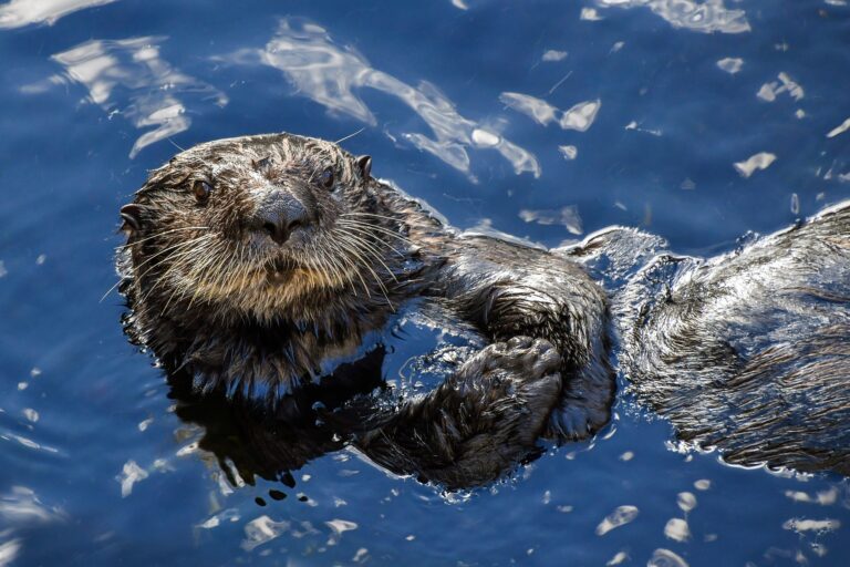 Sea otters found to be infected by parasite originally from opossum