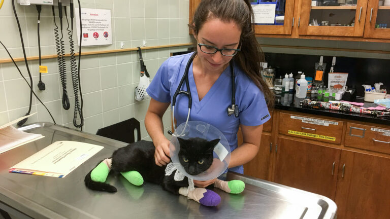 California wildfires induce cardiovascular complications in cats