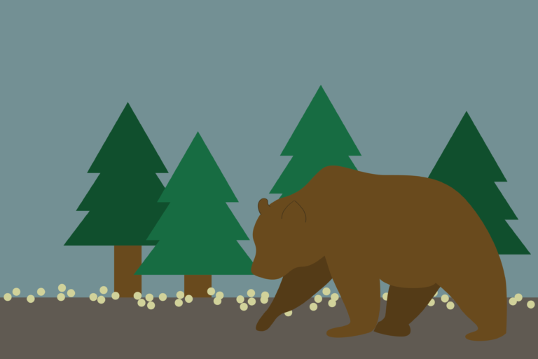 West Davis Pond’s island-dwelling bear, nick-named Gilligan, met an untimely death