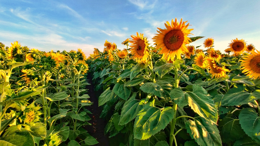 Best Photo Shoot Location Sunflower Fields The Aggie