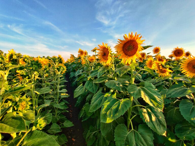 Best Photo Shoot Location: Sunflower Fields