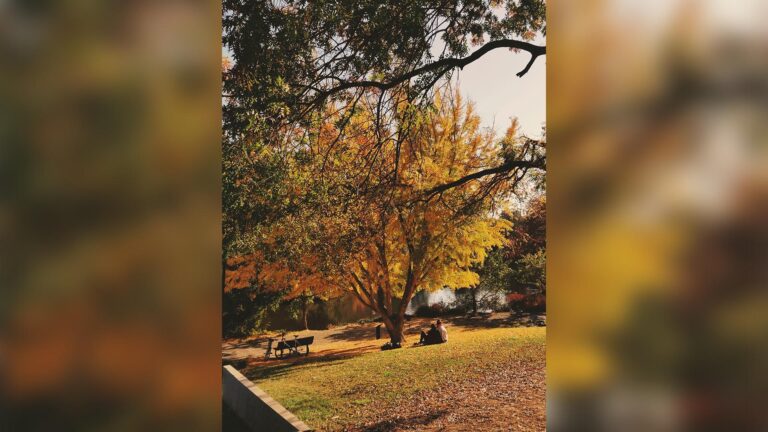 Best Picnic Spot and Best Romantic Location: Arboretum