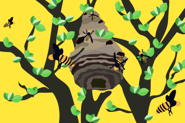 Asian giant hornets sighted in US for first time, UC Davis entomologists say media exaggerated severity of issue