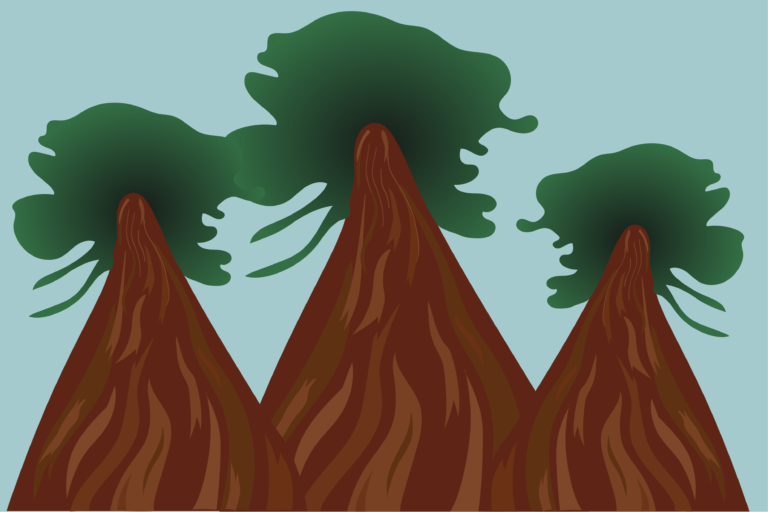 After fires tore through Big Basin State Park, some coast redwoods remained, resilient and durable as ever