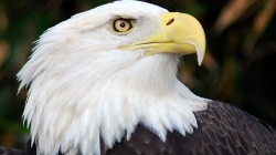 A recent massive bird die out calls into question the balance of water management in California