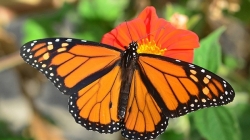 Monarch butterfly wing length affected by migration behavior, according to UC Davis study