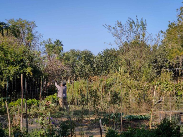 Gardening provides students with positive outlet, opportunities for growth