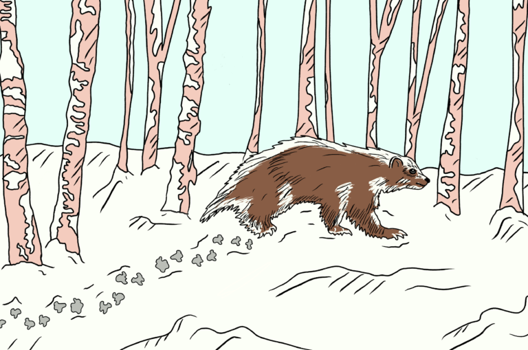 Last wolverine in California denied federal protection