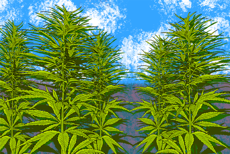 Cannabis Land Use Ordinance could expand or reduce cannabis activities in Yolo County