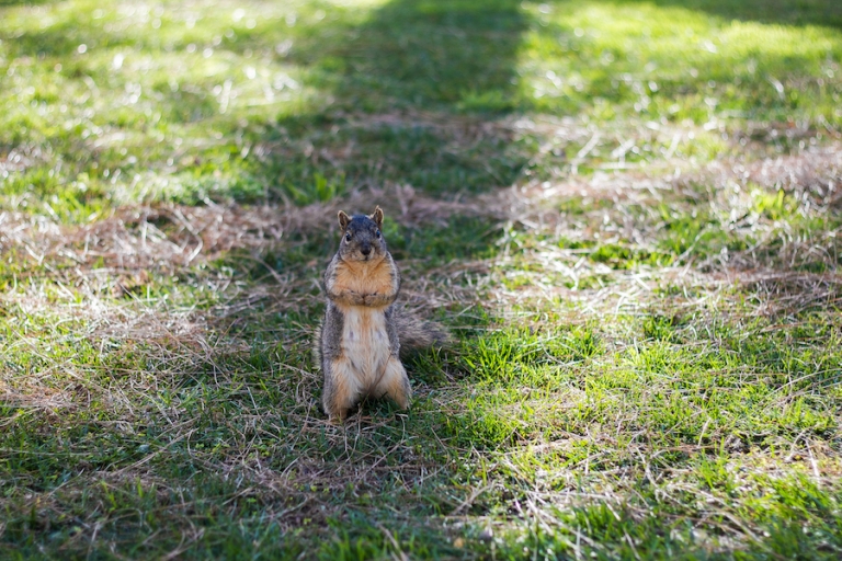 I found a dead squirrel