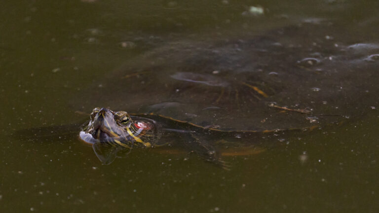 UC Davis alumni find high levels of plastic ingestion in Arboretum turtles