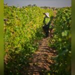 farmworkers_ca (WEB VERSION)