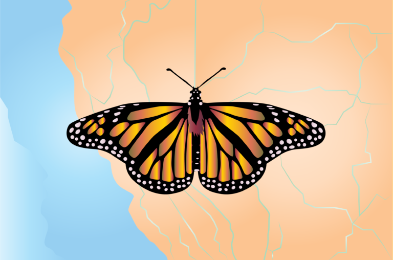 Butterfly observations indicate insect populations are declining due to climate change