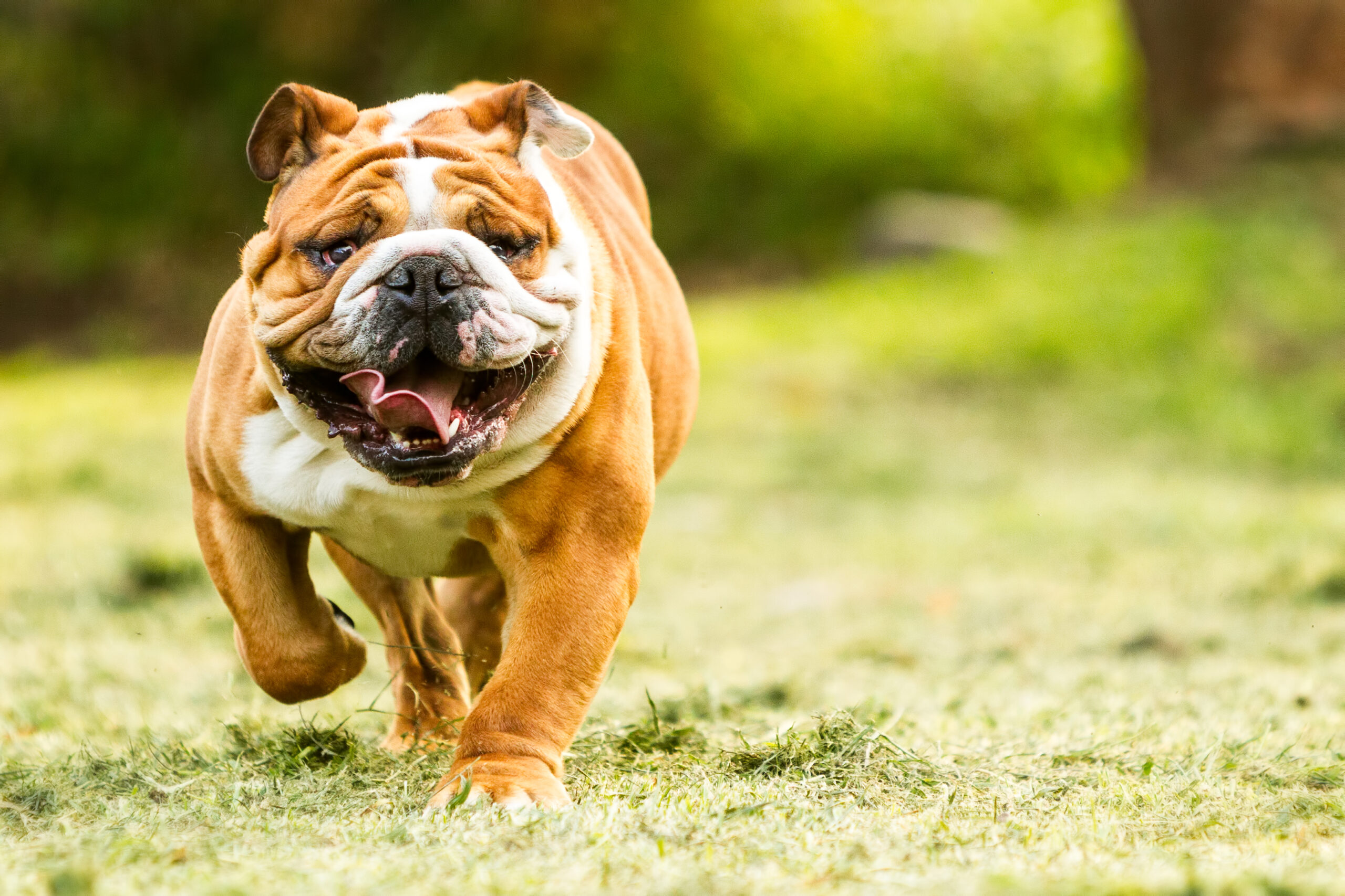 English bulldog's gene pool may be too small to heal the breed