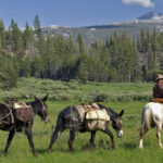 cowboymajor_op_image