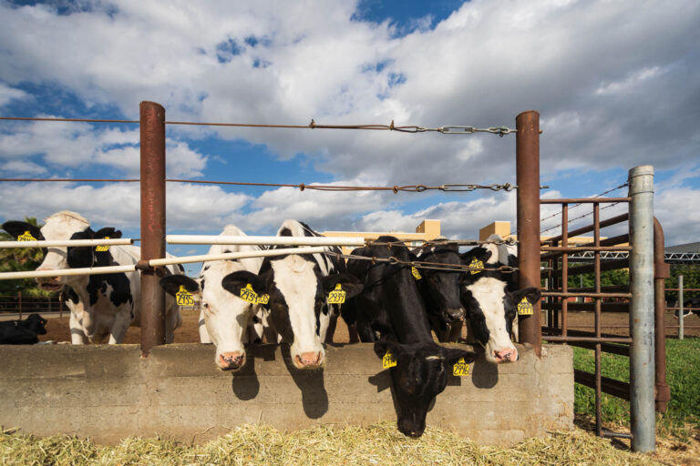 UC Davis research shows seaweed reduces cow methane emissions by as much as 82%