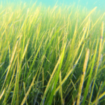 goodgrass_sc_MELISSA_WARD_COURTESY