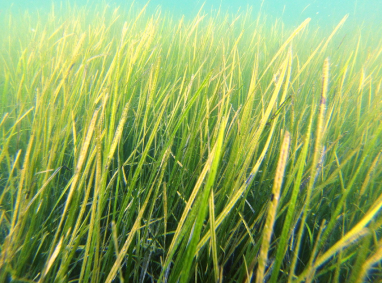 UC Davis researchers find that seagrasses can reduce the impact of ocean acidification