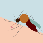 malaria_sc_KATHEIRNE_FRANKS_AGGIE