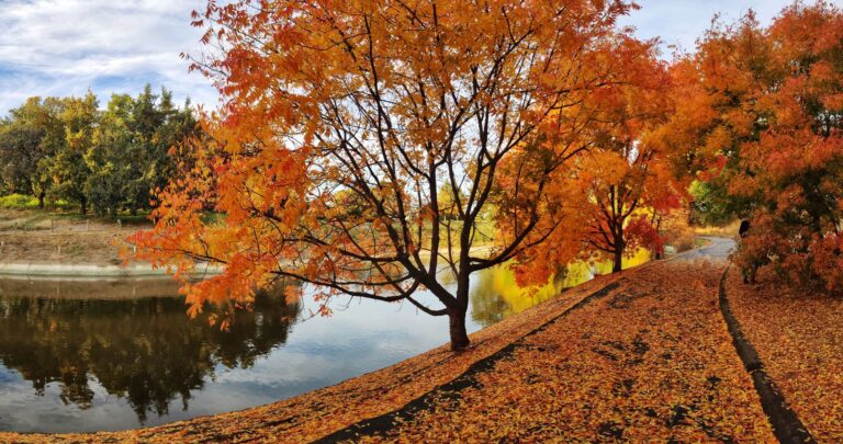 Best place to bike in Davis: Arboretum bike path