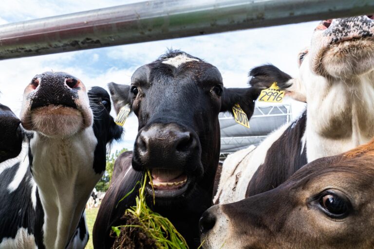 Best campus animal and Davis quirk: Tercero cows