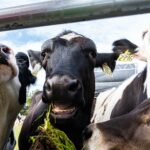 Cows munching on hay at the UC Davis Dairy Farm. (Anna Hjartoy / Aggie)