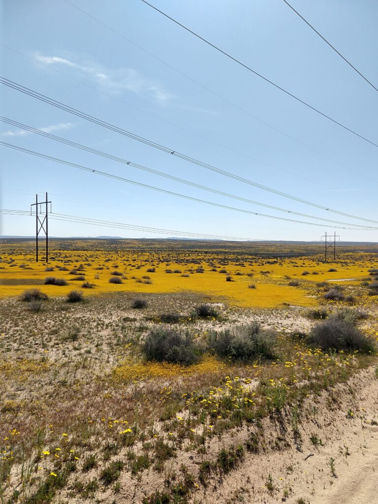 UC Davis and UC Santa Cruz collaborate to research population dynamics of rare and common annual plants
