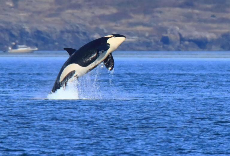 SeaDoc Society podcast highlights threats facing killer whales, pushes for positive change