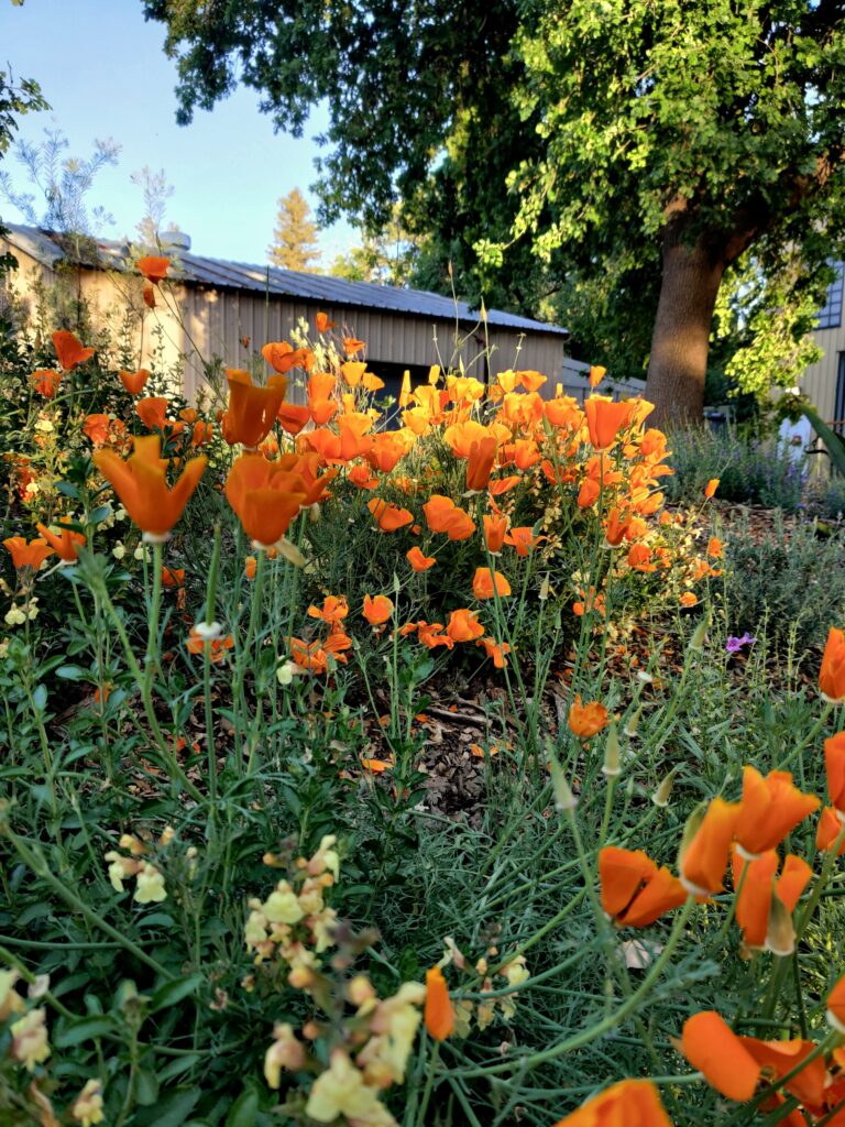 A wildflower guide to the Arboretum