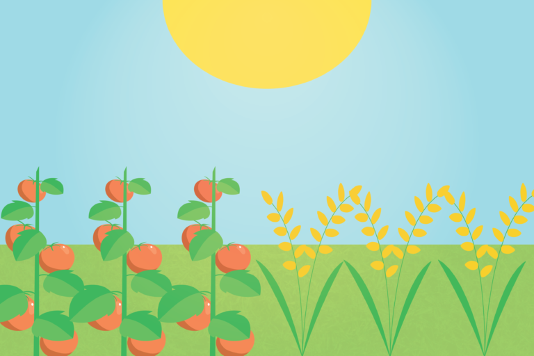 UC Davis researchers map information encoded in tomato and rice root cell types for the first time