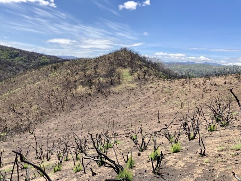 Study analyzes impact of frequent wildfires on California lichen biodiversity