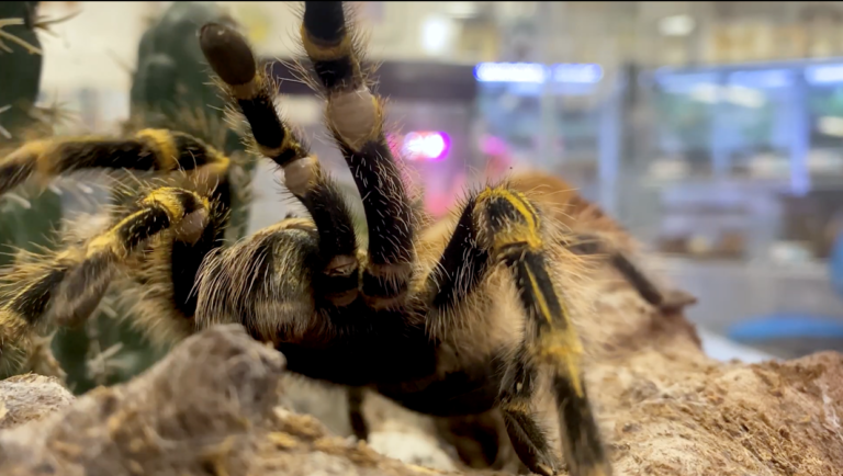 UC Davis researchers to reengineer peptide tarantula venom to create novel, non-addictive pain medication