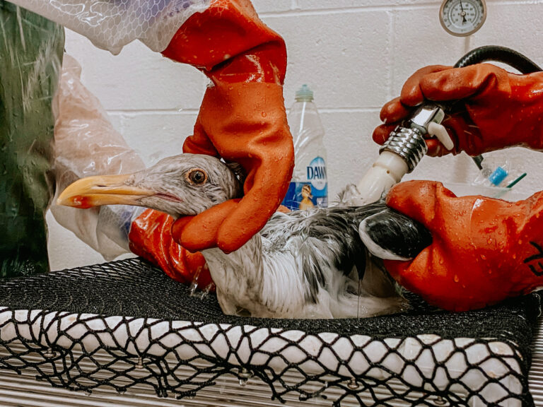 Oiled Wildlife Care Network saves wildlife affected by oil spill in Huntington Beach