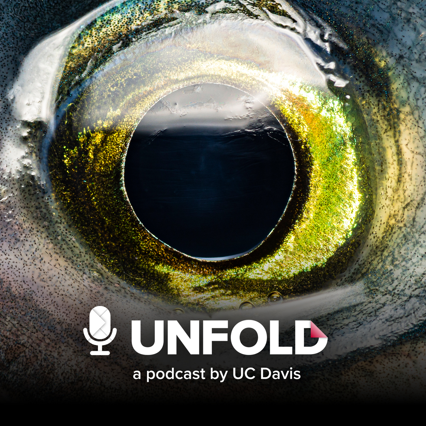 'Season three of Unfold, a podcast by UC Davis, explores creativity-driven research — including an episode where researchers reveal what they found when they peeled back the layers of a fish's eyeball, pictured above.' Courtesy Graphic by Unfold