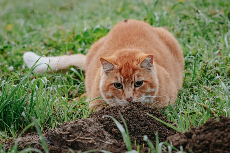 UC Davis community grieves the loss of Compost, one of the famous felines who called the campus home