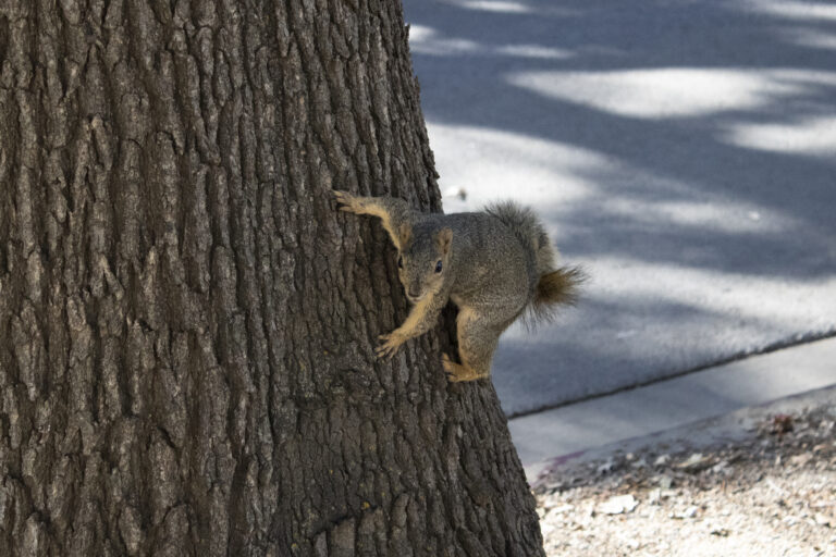 Inflation has left the squirrel community in shambles