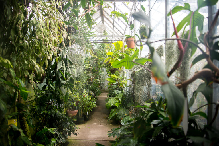 UC Davis researchers use high-tech methods to improve agriculture in the face of climate change