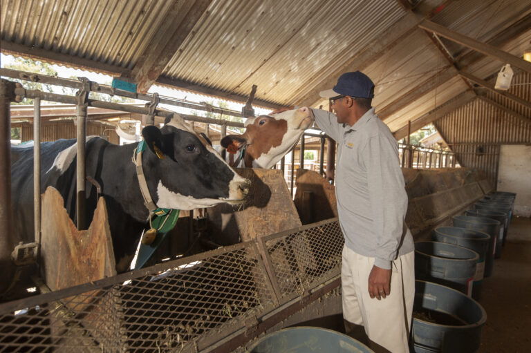 UC Davis’ agriculture, sustainability research recognized as one of top 10 research stories across all UCs