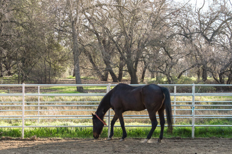 UC Davis equine medical director temporarily suspended, placed on administrative leave